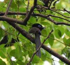 Terpsiphone atrocaudata