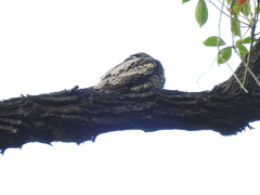 Caprimulgus jotaka