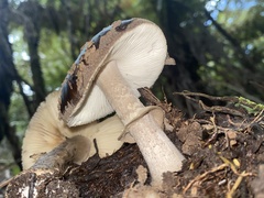 Amanita nothofagi
