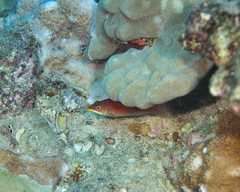 Pseudocheilinus evanidus