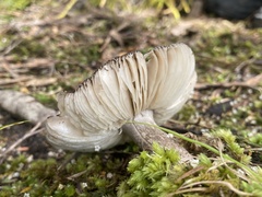 Amanita nothofagi