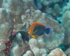 Centropyge potteri