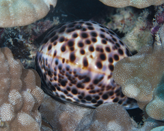 Cypraea tigris