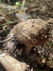 Amanita nothofagi