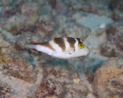 Canthigaster coronata