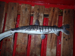 Pseudoplatystoma fasciatum