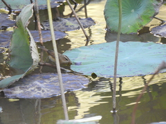 Acrocephalus bistrigiceps