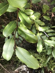 Diospyros australis