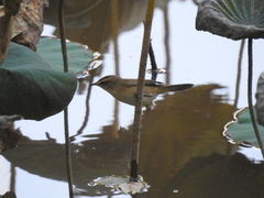 Acrocephalus bistrigiceps