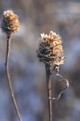 Centaurea × livonica