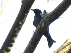 Dicrurus hottentottus