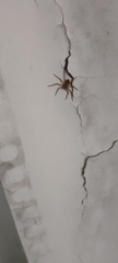 Philodromus spinitarsis