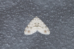 Holocryptis