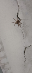 Philodromus spinitarsis