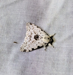 Lymantria brunneiplaga