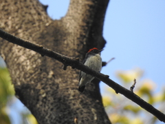 Dicaeum cruentatum