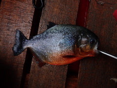 Pygocentrus nattereri