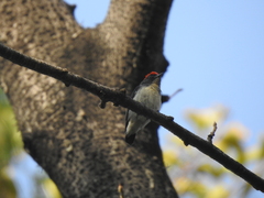 Dicaeum cruentatum
