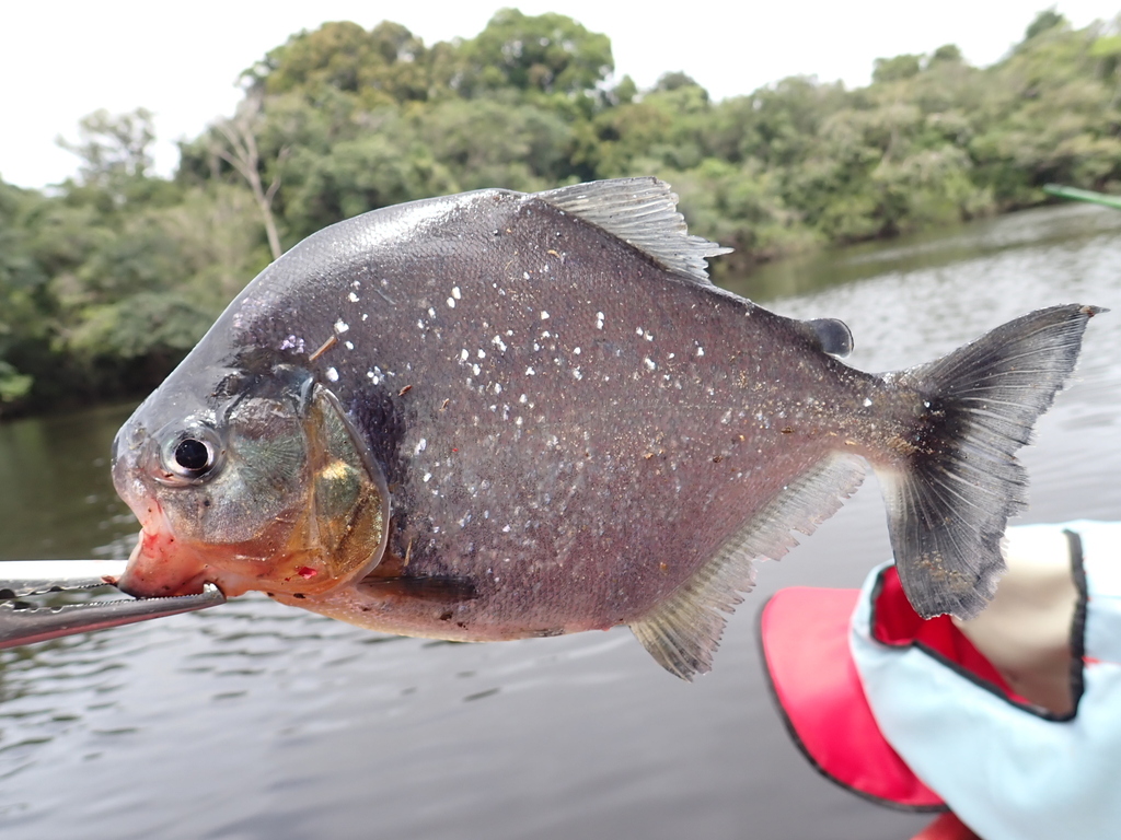 Pinch Piranha