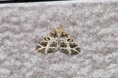 Arichanna interplagata