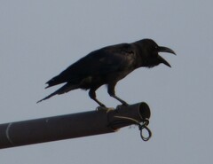 Corvus macrorhynchos japonensis
