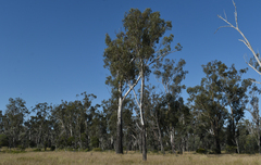 Eucalyptus cambageana