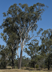 Eucalyptus cambageana