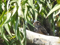 Caprimulgus jotaka