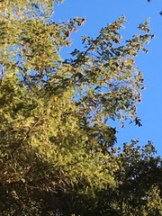 Pseudotsuga menziesii