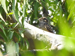Caprimulgus jotaka