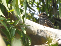 Caprimulgus jotaka