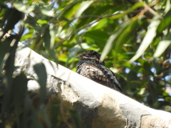 Caprimulgus jotaka