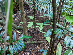 Scenopoeetes dentirostris