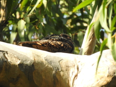 Caprimulgus jotaka
