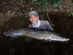 Arapaima gigas
