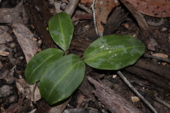 Chiloglottis