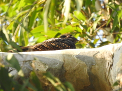 Caprimulgus jotaka