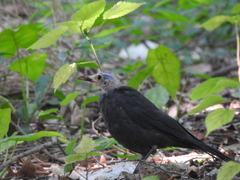 Turdus mandarinus