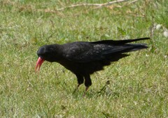 Pyrrhocorax pyrrhocorax