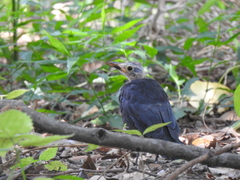 Turdus mandarinus