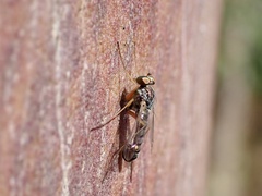 Dytomyia sordida