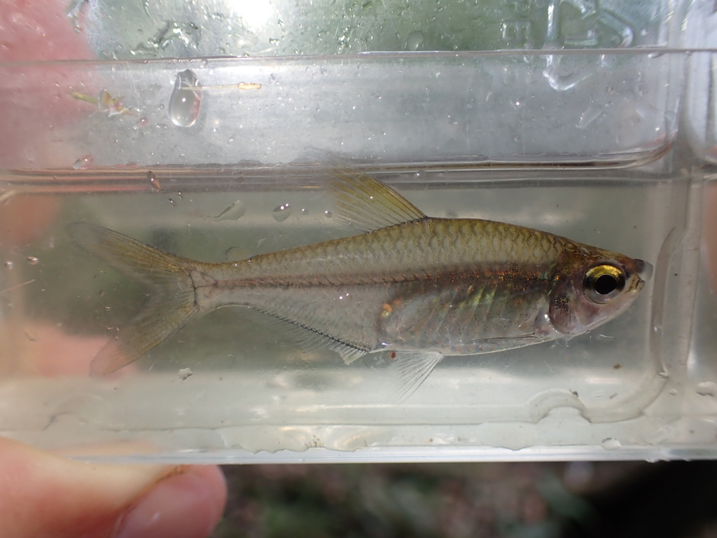 Largescale predator tetra (Heterocharax macrolepis) — Acestrorhynchidae