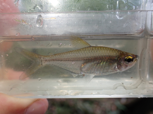 Largescale predator tetra (Heterocharax macrolepis) — Acestrorhynchidae