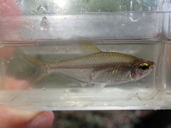 Heterocharax macrolepis