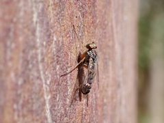 Dytomyia sordida