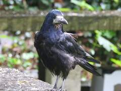 Corvus frugilegus