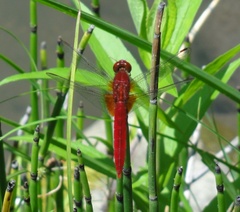 Crocothemis servilia mariannae