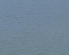 Cephalorhynchus hectori hectori