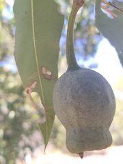 Corymbia calophylla