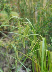 Carex fascicularis